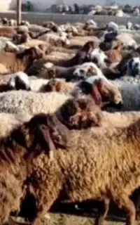 گوسفند دزدیده شده