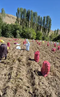 سیب زمینی