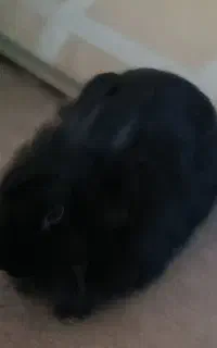 خرگوش ماده مودب تمیز، ساکت