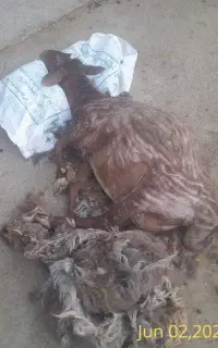 ۱۴ راس بره نر