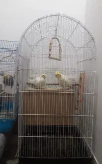 عروس هلندی نروماده  ۳ جفت