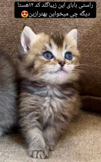 اصیل و زیبا گربه های ما
