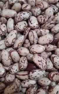 لوبیا