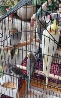 عروس هلندی زرد و طوسی