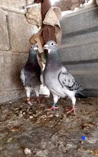 پلاکی