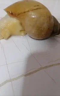 حلزون
