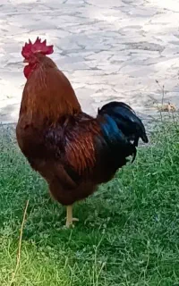 خروس محلی و خانگی