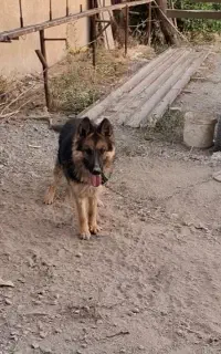 سگ ژرمن