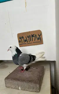 صید شده ماده