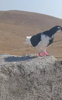کبوتر