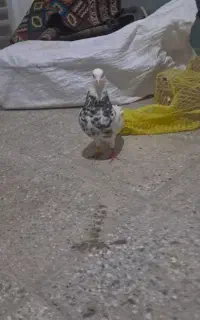 کبوتر