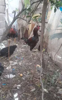 یک،عدد،خروس،لاری جوان