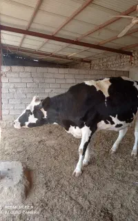 گاو هولشتاین درجه یک