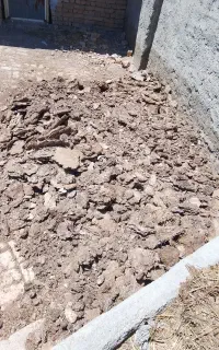 بار گاو