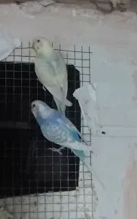 یک جفت مرغ عشق باجوجه