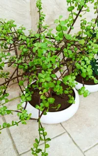 فروش گل بنسای کهنسال و بنسای پرتغال