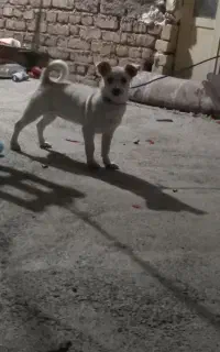سگ خانگی پامر
