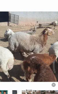 قوچ جوان