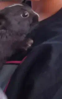 خرگوش