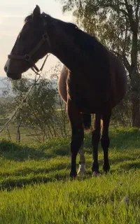 مادیان