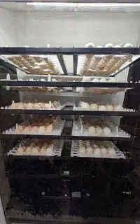 دستگاه جوجه کشی، تخم نطفه دار از شما،غاز،اردک،مرغ