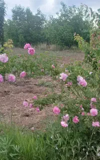 سم پاشی درختان خانگی،باغ،سوسک،ساس وحشرات