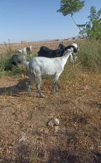گوسفند بزابستن وتکه