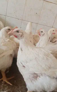 شاگرد برای مرغ فروشی میخاستم