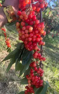 باغ زیبا با نهال گیلاس اشنویه