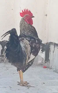 خروس محلی جوان