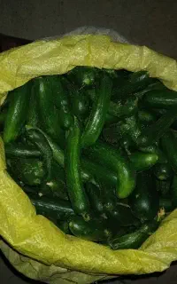 خیار درجه یک