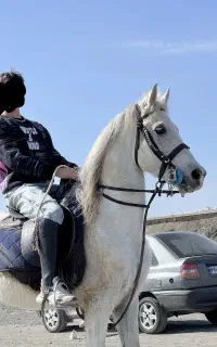 اسب وارداتی عرب