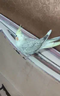 عروس هلندی ماده اهلی