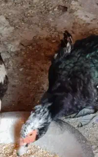 جفت غاز اکراینی قیمت ۳۰۰۰۰۰۰
