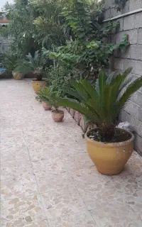 گل  سیکاس  (مخصوص تزئین بی نظیر حیاط ویلا)