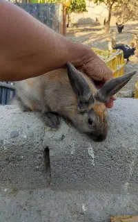 ۳خرگوش نر ماده