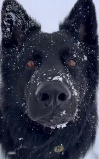 سگ ژرمن شپرد شو 212