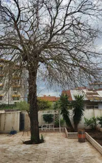 هرس انواع درخت و شاخه زنی