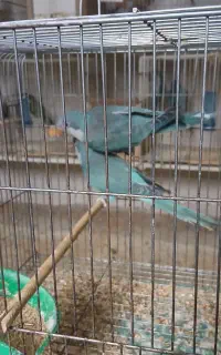 طوطی راهب