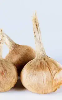 فروش پیاز زعفران