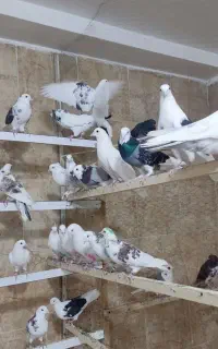 کفتر پرشی واکسن خورده کبوتر به شرط سالم