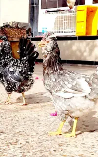 ((تخم مرغ)) نطفه دار گلین درجه۱