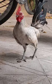 خروس