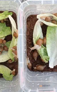 فروش تعدادی حلزون