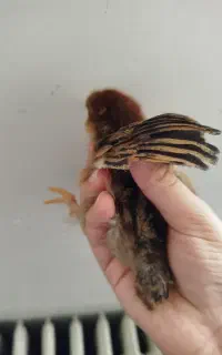 جوجه مرغ واکسن زده شده