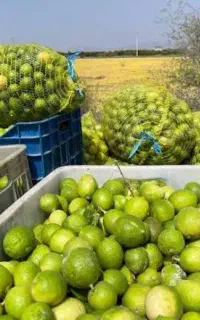 خریدار لیمو
