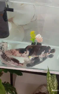 معاوضه ماهی کت فیش افریقایی 28 سانت استثنایی