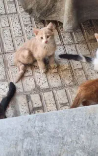 واگذاری بچه گربه رایگان