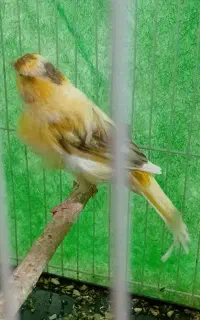 دوتا ماده قناری آماده