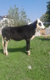 لیشه سیمینتال جنس گاو گوساله ماده